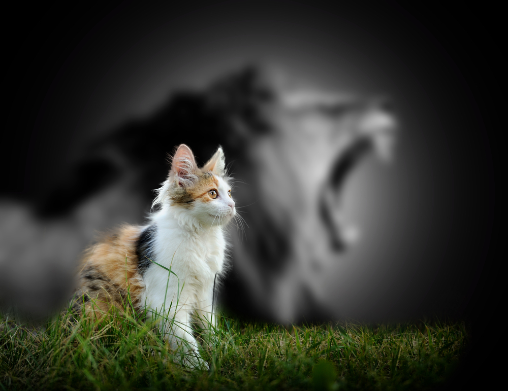 Image de chat se prenant pour un lion pour l'article « Gagner en confiance en soi » par Sylviane Bauer-Motti